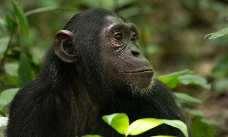 2 Days Nyungwe Chimpanzee Tracking Tour Kagoma Eye Safaris