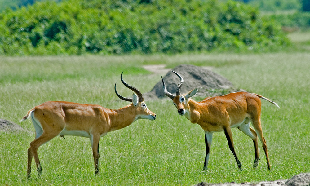 Exploring wildlife in Akagera National Park