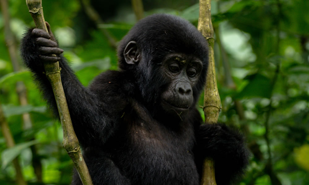 1 Day Rwanda Gorilla Trekking Experience