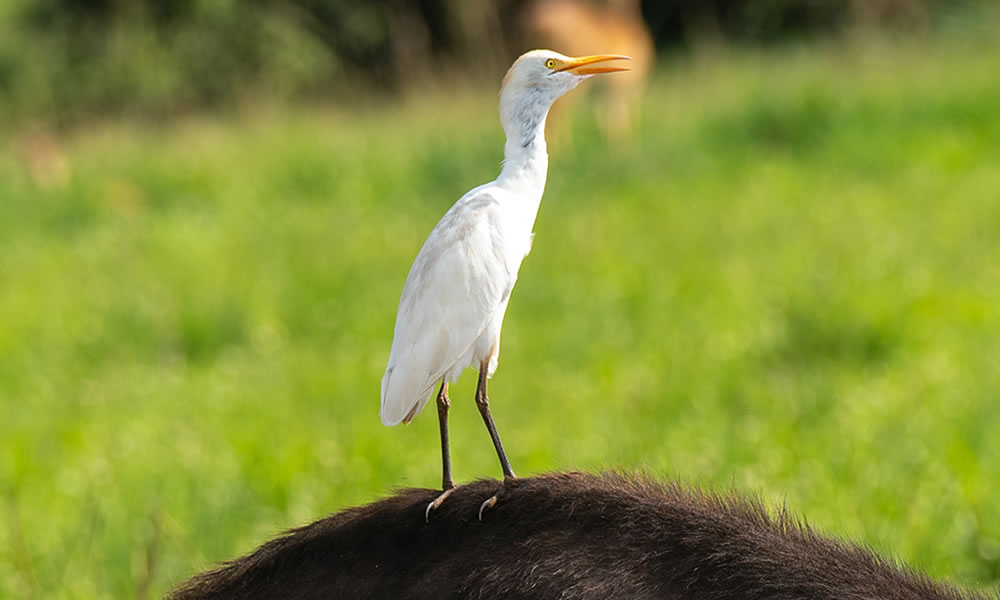 7 Days Uganda Bird Watching Safari