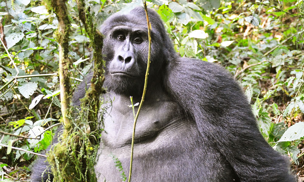 Bwindi Impenetrable National Park