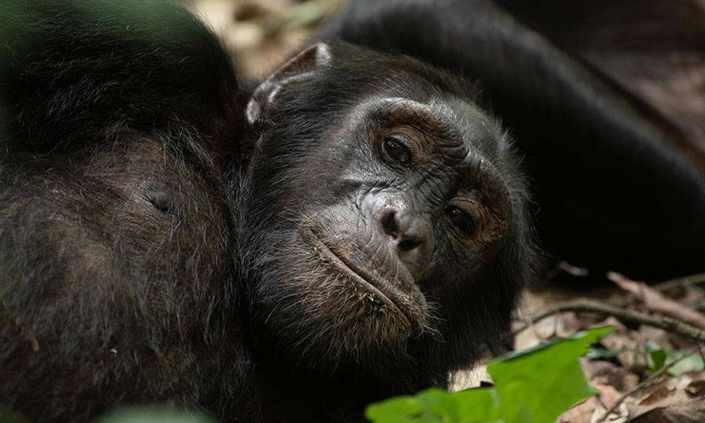 12 Day Rwanda Wildlife Safari Tour