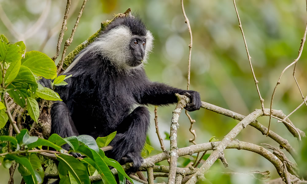 Colobus Monkey Trekking in Nyungwe Forest, 5 Days Rwanda Primate Tracking Safari