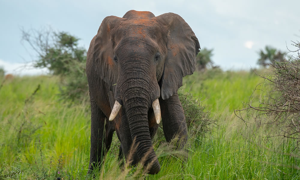 Akagera National Park