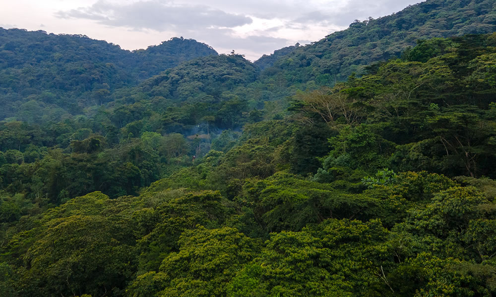 Gishwati Mukura National Park