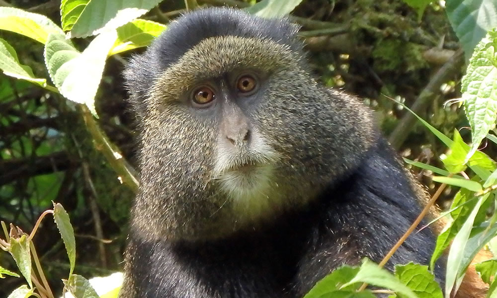 Golden Monkey Tracking Tours in Rwanda