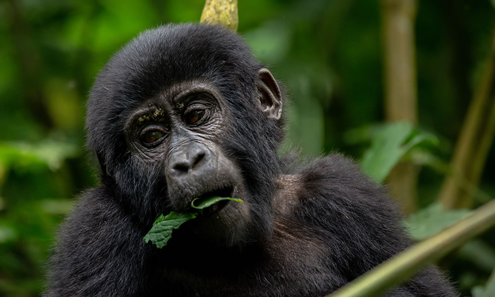 3 Days Rwanda Gorilla Tracking Tour