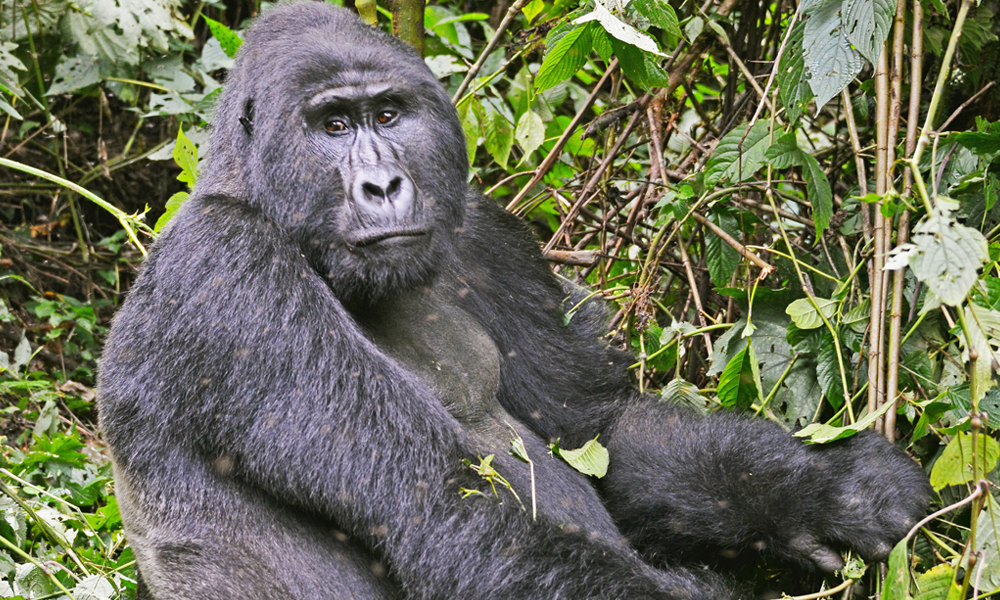 Tracking mountain gorillas in Volcanoes National Park