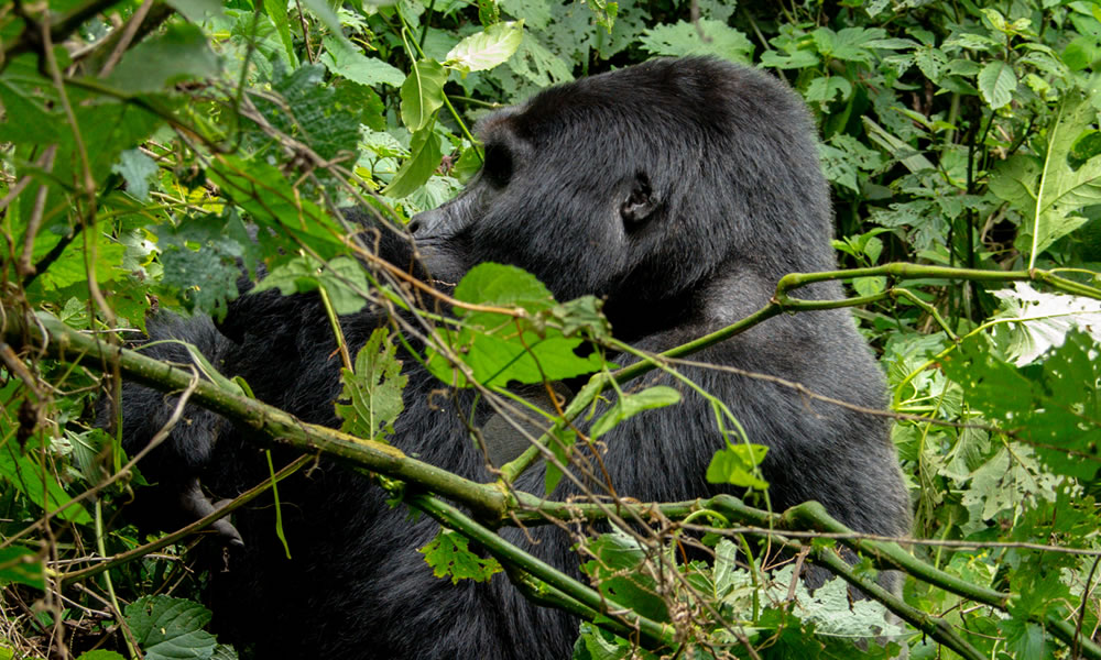 4 Days Gorilla Trekking Rwanda Safari