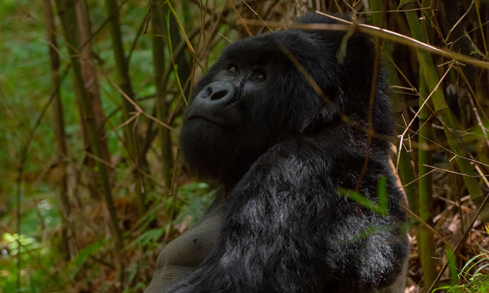 5 Days Uganda Gorilla Trekking