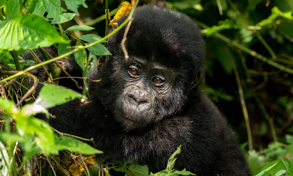 4 Days Gorilla Trekking Uganda Safari Tour