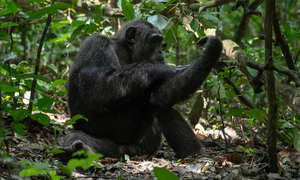 7 Days Uganda Primate Tracking Safari