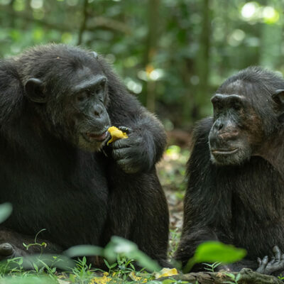 15 Days Primate Tracking Uganda Safari Tour