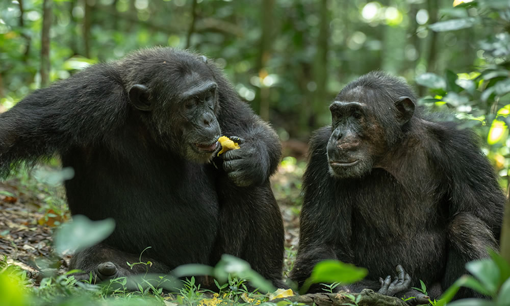 15 Days Primate Tracking Uganda Safari Tour