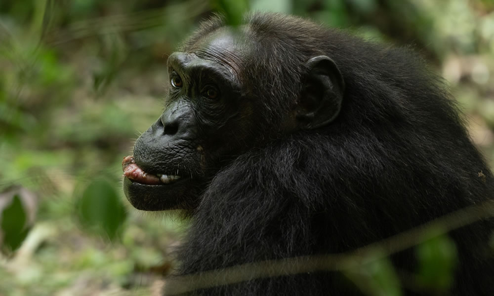 Kibale Forest National Park