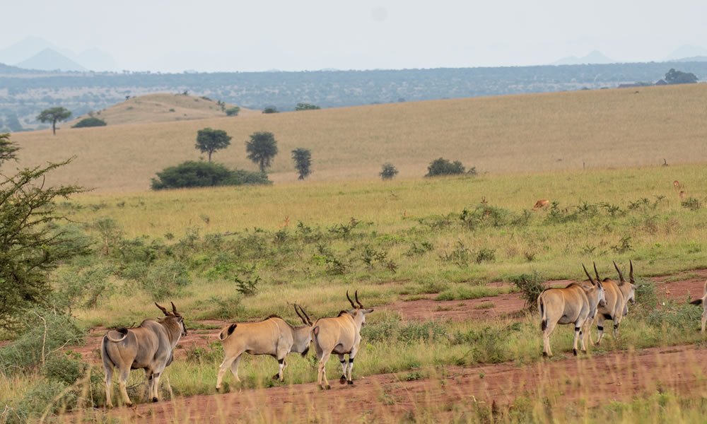 4 Days Uganda Wildlife Safari Adventure