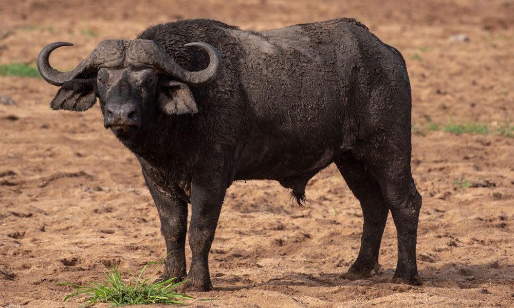 Kidepo Valley National Park