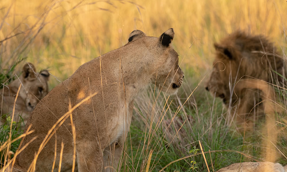 3 Days Queen Elizabeth National Park Safari