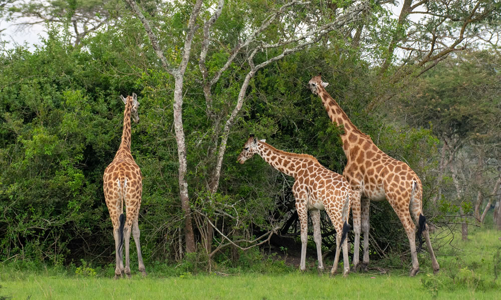 Lake Mburo National Park