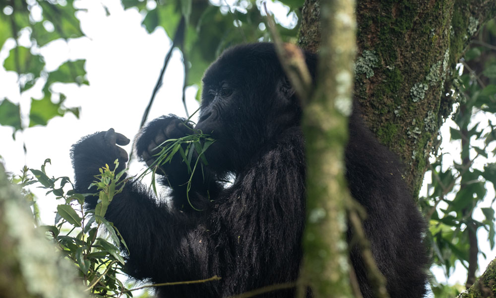 Mgahinga Gorilla National Park