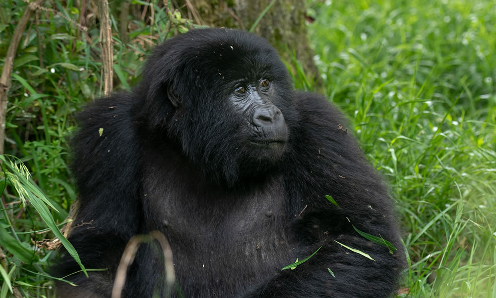 10 Days Rwanda Wildlife Safari Tour