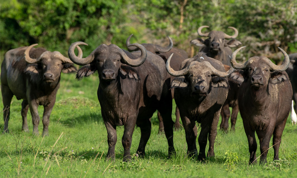 Murchison Falls National Park