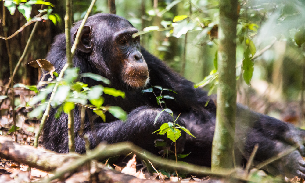 Chimpanzee Tracking in Nyungwe Forest National Park