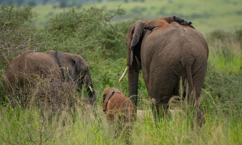 2 Days Akagera National Park Tour