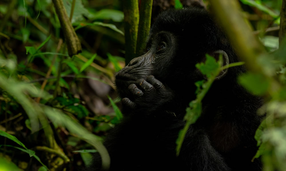 7 Day Rwanda Gorilla Trekking Tour