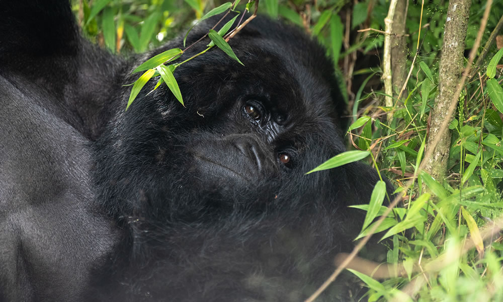 8 Days Primate Tracking Safari in Rwanda