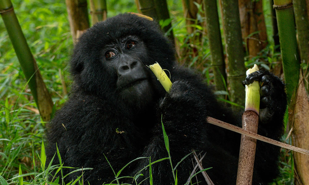 5 Days Uganda Gorilla Trekking Safari