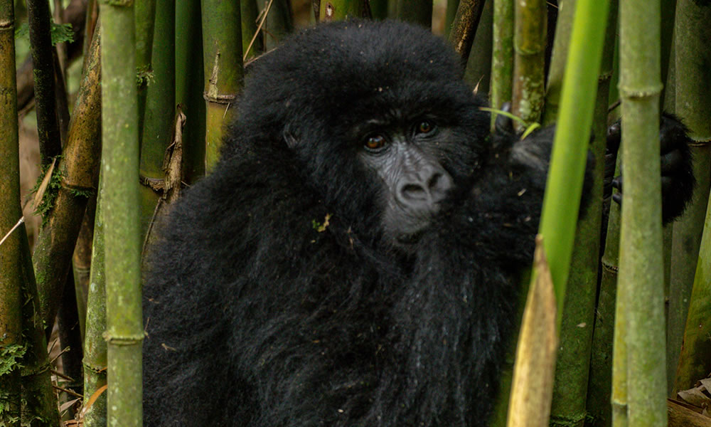 8 Day Rwanda and Uganda Wildlife Safari