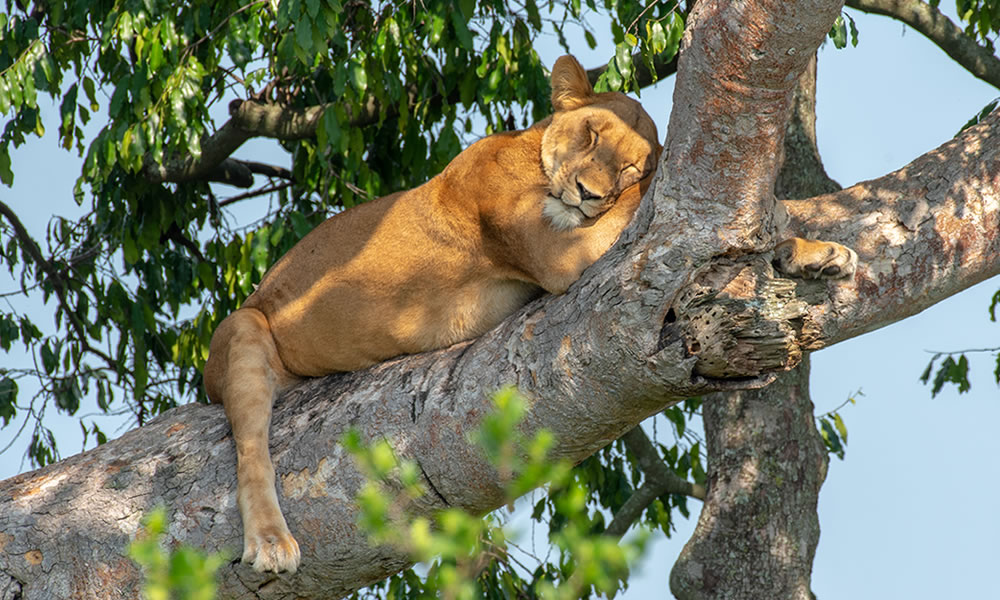 Queen Elizabeth National Park