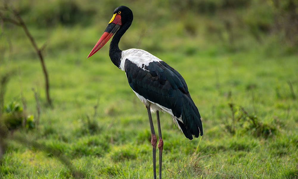 12 Days Birding Safari Tour in Uganda